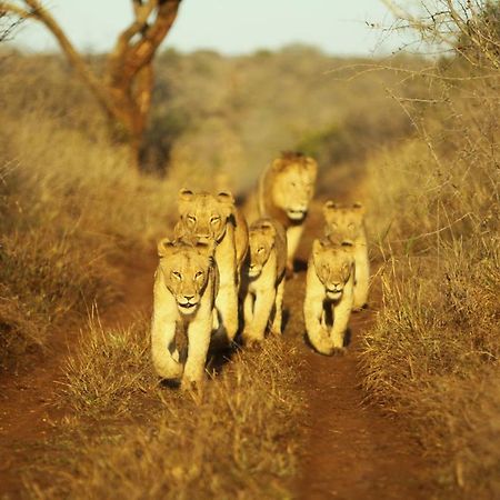 Thanda Safari Hluhluwe Exterior foto