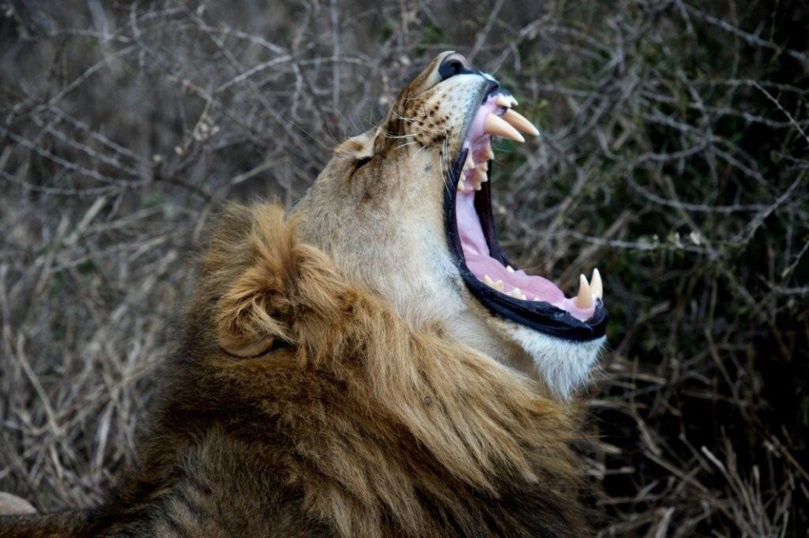 Thanda Safari Hluhluwe Exterior foto