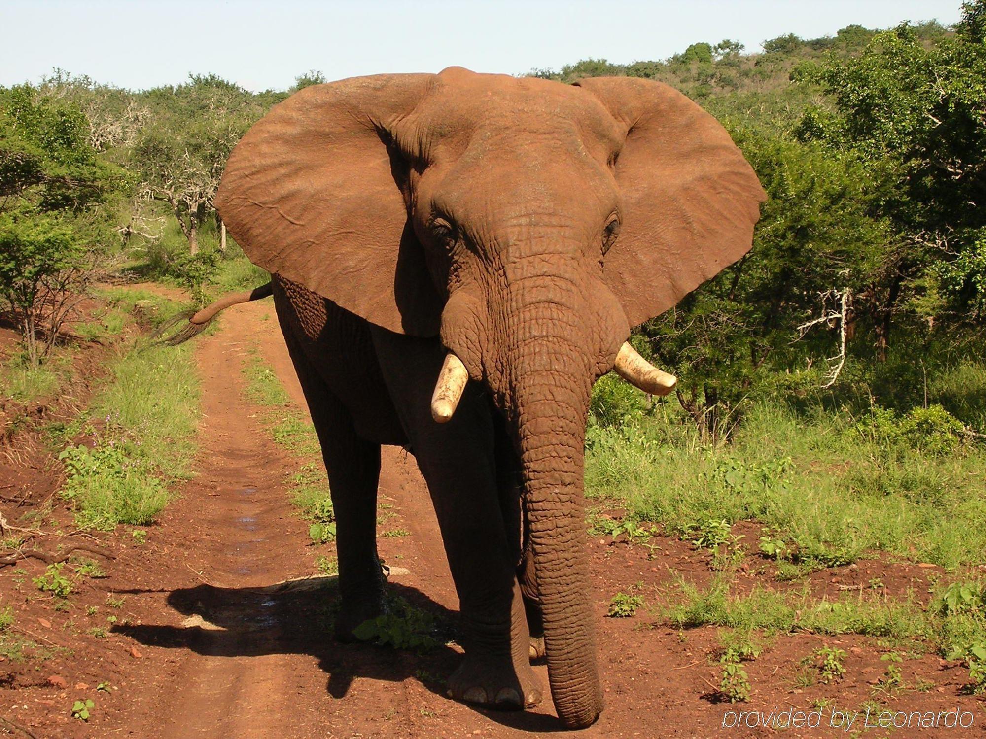 Thanda Safari Hluhluwe Exterior foto