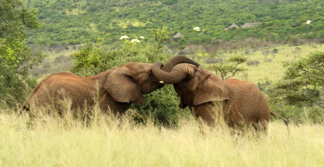 Thanda Safari Hluhluwe Exterior foto